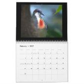 Pigeons & Doves 2017 Kalender (Feb 2027)