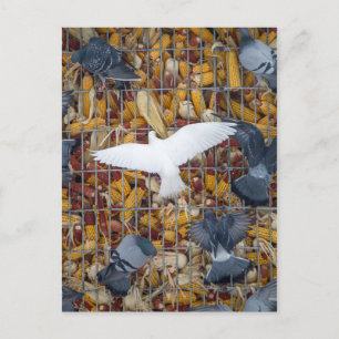 Pigeons halen de Korn Briefkaart