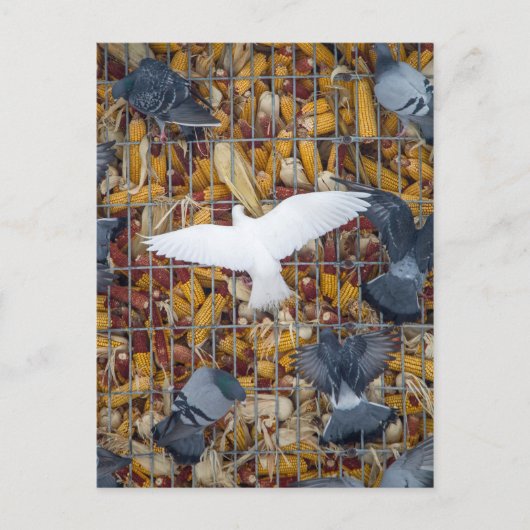 Pigeons halen de Korn Briefkaart (Voorkant)