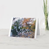 Pigeons, Lloyd Park, Walthamstow, Londen Kaart (Voorkant)