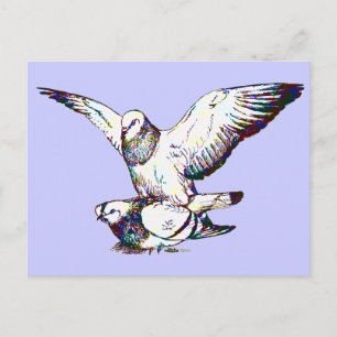 Pigeons Mating Briefkaart