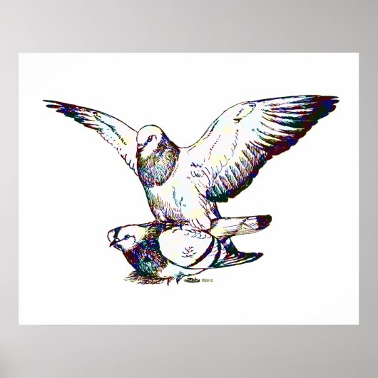 Pigeons Mating Poster (Voorkant)