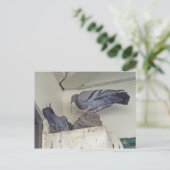Pigeons niquer - Carte postale (Debout devant)