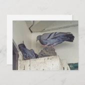 Pigeons niquer - Carte postale (Devant / Derrière)
