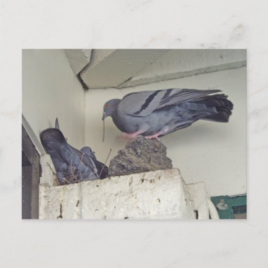 Pigeons niquer - Carte postale (Devant)