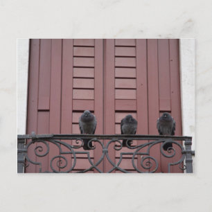 Pigeons op een balkon briefkaart