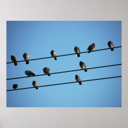 Pigeons op een Powerline Poster (Voorkant)