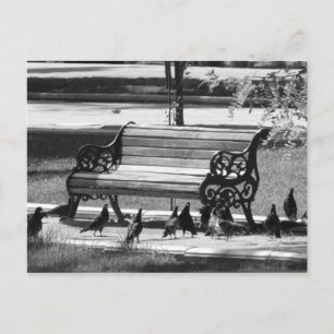 Pigeons op Empty Park Bench Briefkaart