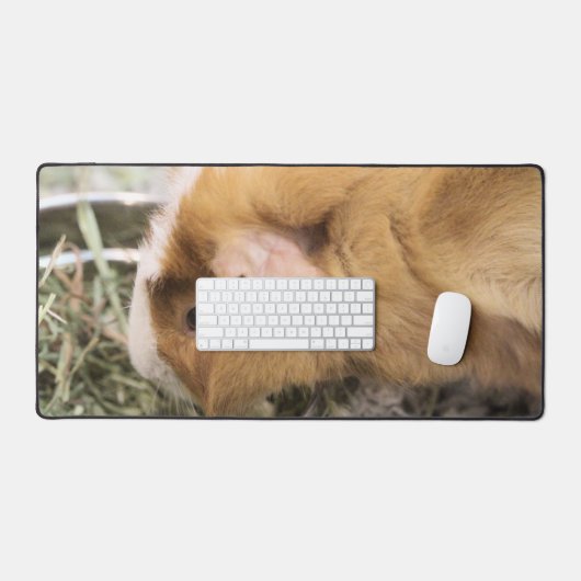 Piggy (Clavier et souris)