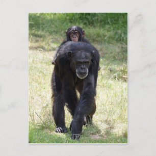Piggy Back Mum Briefkaart