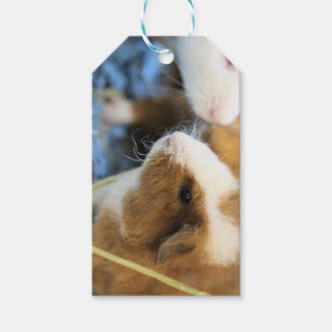 Piggy Cadeaulabel