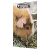 Piggy Klembord (Links)