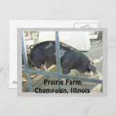 Piggy Post Card Briefkaart (Voorkant / Achterkant)