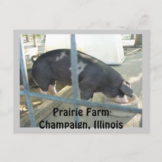 Piggy Post Card Briefkaart (Voorkant)