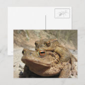 Piggyback Toads Briefkaart (Voorkant / Achterkant)