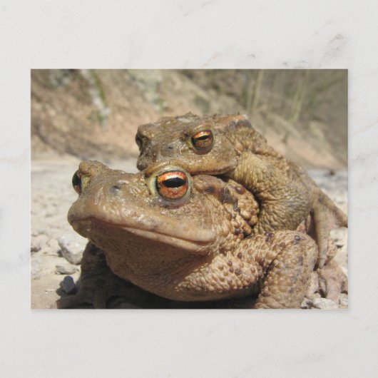 Piggyback Toads Briefkaart (Voorkant)