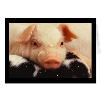 Piglet Pig Schattig Face Snout