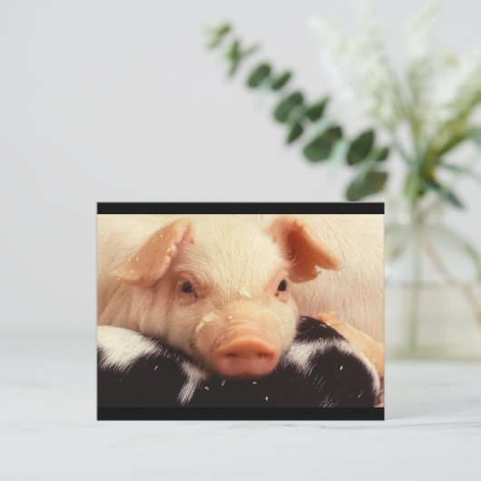 Piglet Pig Schattig Face Snout Briefkaart (Staand voorkant)