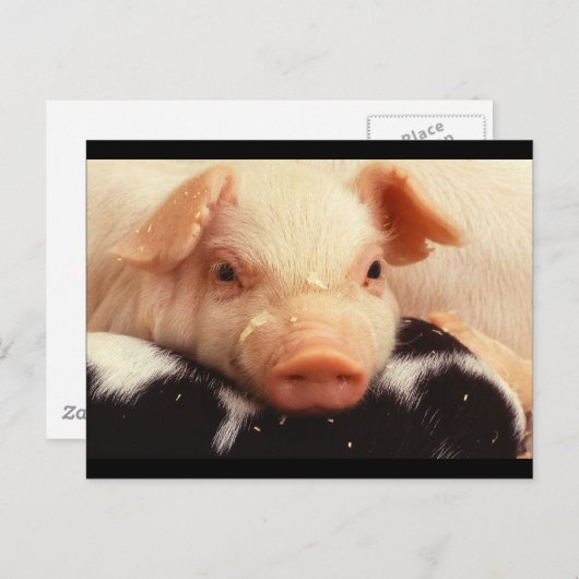 Piglet Pig Schattig Face Snout Briefkaart (Voorkant / Achterkant)