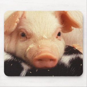 Piglet Pig Schattig Face Snout Muismat