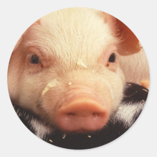 Piglet Pig Schattig Face Snout Ronde Sticker