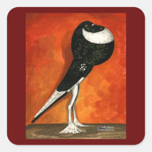 Pigmy Pouter Pigeon Black Pied Vierkante Sticker