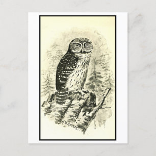 Pigmy Uil Illustratie Briefkaart