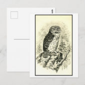  Pigmy Uil Illustratie Briefkaart (Voorkant / Achterkant)