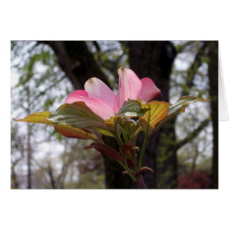 Pignon rose