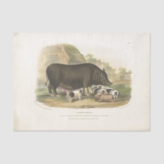 Pigs Ephemera Decoupage  Boerderij Weefselpapier Tissuepapier (Voorkant)