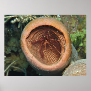 Pijl kruist in een loop poster