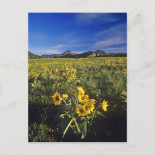 Pijlbalsemroot-wildbloemen in Waterton 2 Briefkaart