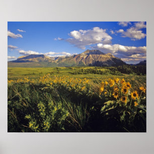 Pijlbalsemroot-wildbloemen in Waterton Poster