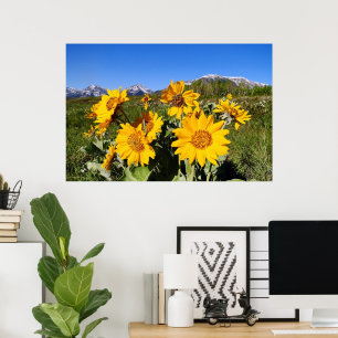 Pijlbladige Balsamroot Ingelijste Print