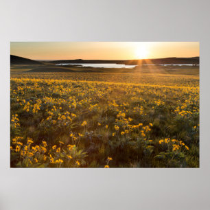 Pijlkruid Balsamroot-wildbloemen Poster