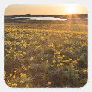 Pijlkruid Balsamroot-wildbloemen staan Vierkante Sticker
