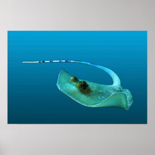 Pijlrog in beweging! Verlopend blauwe achtergrond Poster