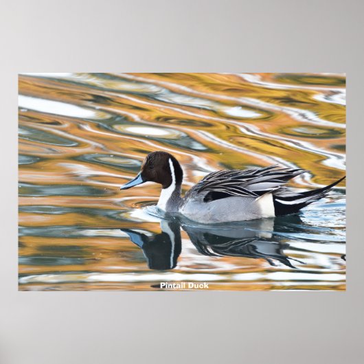 Pijlstaart eend poster (Voorkant)