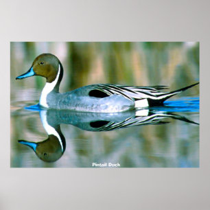 Pijlstaart eend poster