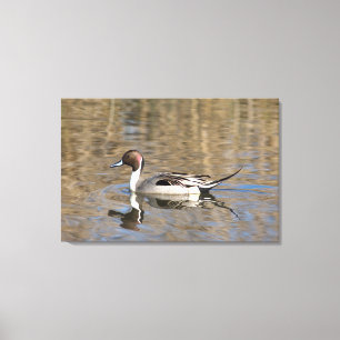 Pijlstaart eend zwemt in een vijver canvas afdruk