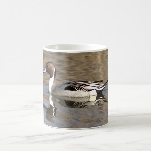 Pijlstaart eend zwemt in een vijver koffiemok (Center)