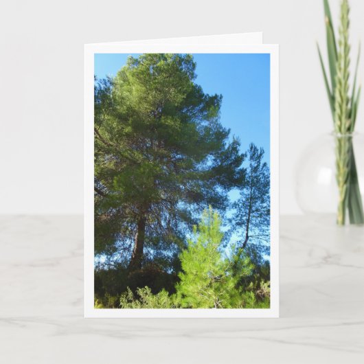 Pijnbomen in het bos kaart (Voorkant)