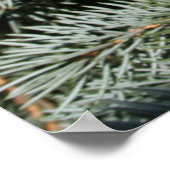 Pijnboom Poster (Hoek)