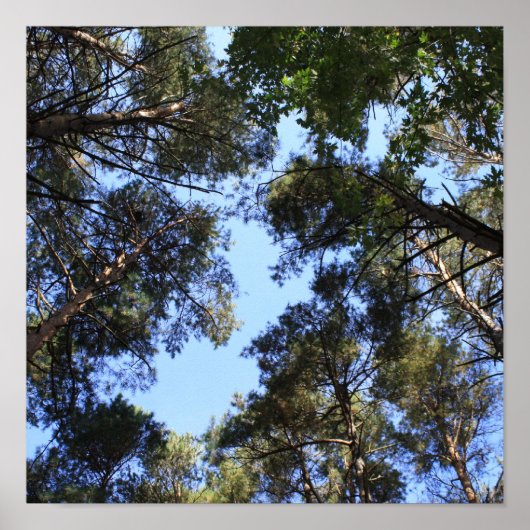 Pijnboomblauw Poster