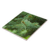 Pijnboomclose-up Tegeltje (Zijkant)