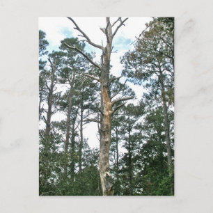 Pijnen op Natuur van het spoor OBX NC Briefkaart