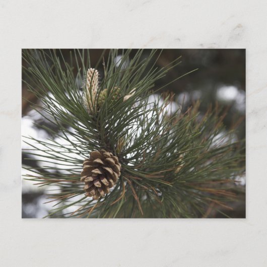 Pijnkegel Briefkaart (Voorkant)