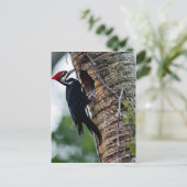 Pijnspecht Briefkaart (Staand voorkant)