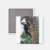 Pijnspecht Magneet (Voorkant / Achterkant)