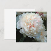 PIJONIA ALTJD (Voorkant / Achterkant)